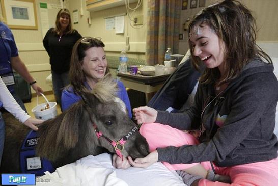 اسب درمانی در بیمارستان!