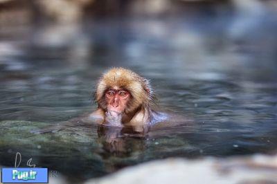 حمام میمون های برفی در دره جهنم