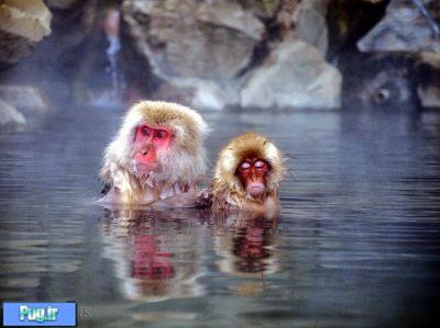 حمام میمون های برفی در دره جهنم