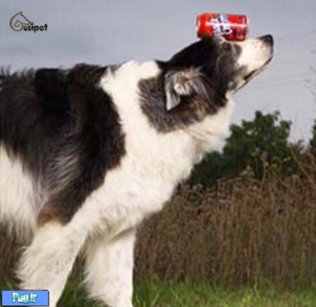رکورد عجیب نگه داشتن قوطی روی سر توسط یک سگ