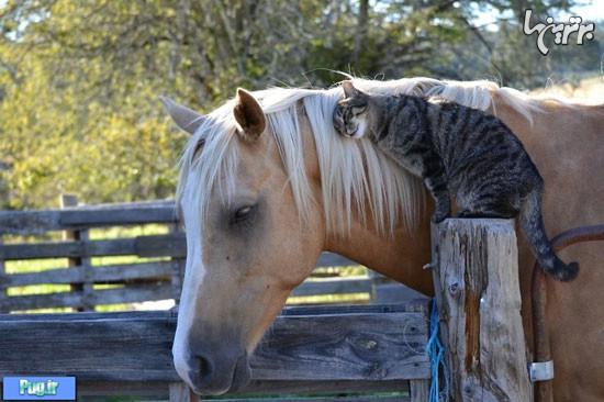 دوستی حیوانات از ما آدم ها بهتر است!
