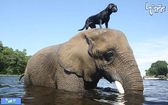 دوستی حیوانات از ما آدم ها بهتر است!