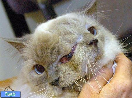 پیرترین گربه دوچهره‌ای جهان در سن ۱۵ سالگی مُرد