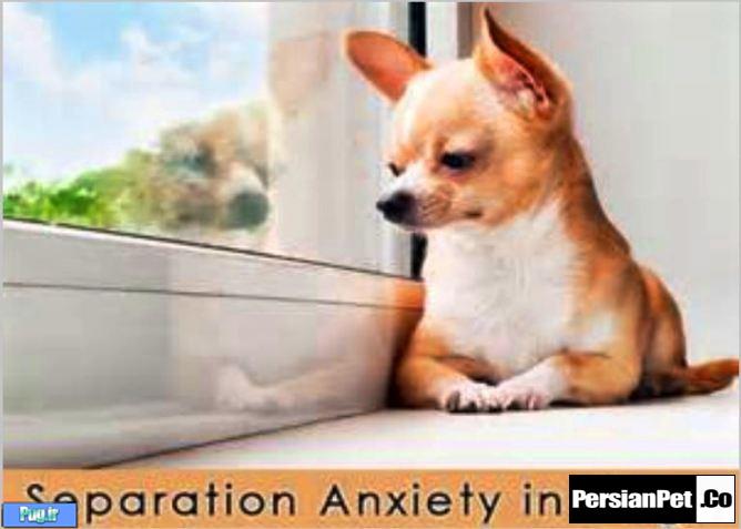 اضطراب جدایی در سگ ها 