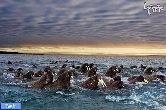 تصاویر شگفت‌انگیز از مهاجرت حیوانات 