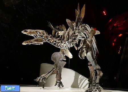 اسکلت این دایناسور دانشمندان دنیا را شوکه کرد 