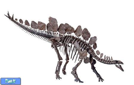 اسکلت این دایناسور دانشمندان دنیا را شوکه کرد 