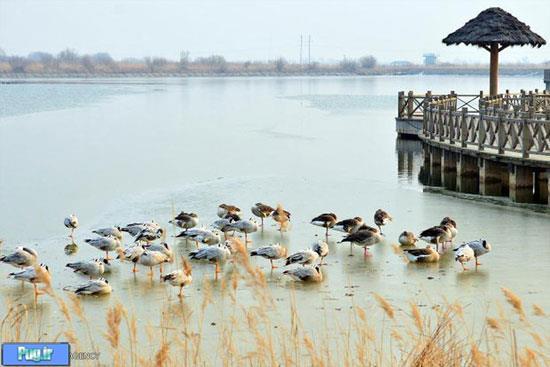 پرندگان مهاجر در چین 