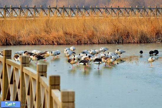 پرندگان مهاجر در چین 