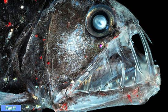 زشت ترین ماهیان دنیا