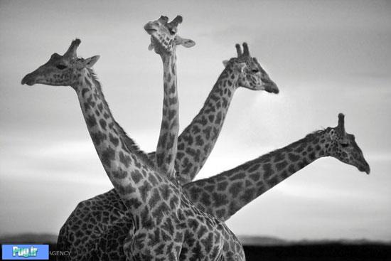  تصاویری زیبا از حیات وحش آفریقا 