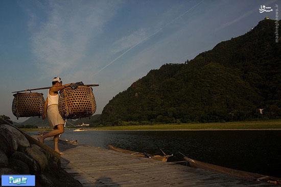 روش عجیب ماهیگیران سلطنتی ژاپن 
