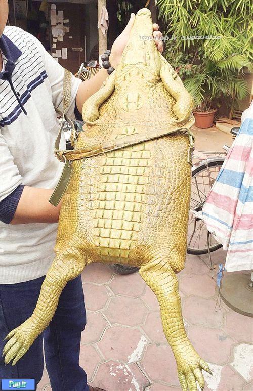 کیف پوست تمساح غیرعادی!