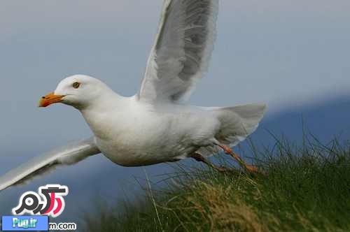 تصاویری زیبا از پرندگان زیبای اسکاتلند