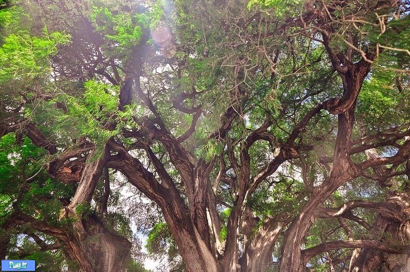 درخت کهنسالی در مکزیک 