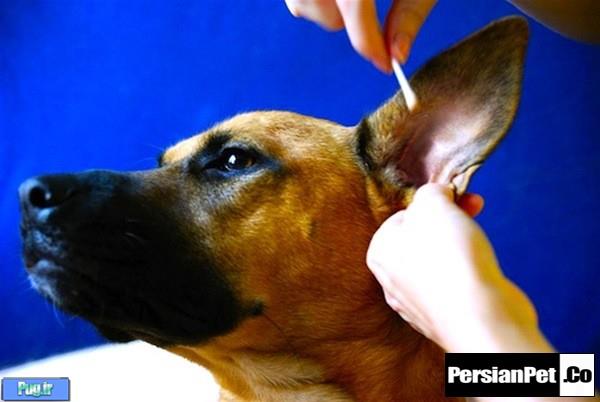 محلول تمیز کننده گوش سگ 