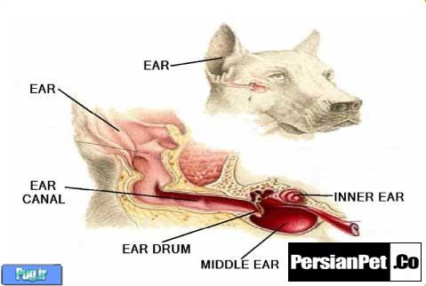 محلول تمیز کننده گوش سگ 