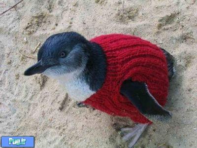 پنگوئن هایی که بافتنی می پوشند 