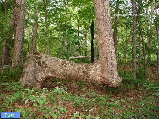 درخت های عجیبی که در آمریکا خواهید دید!