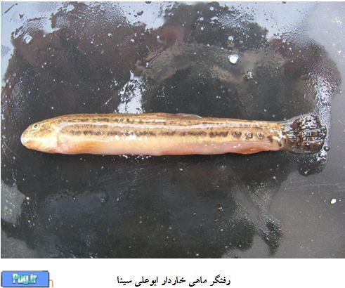 کشف و ثبت جهانی دو گونه جدید ماهی