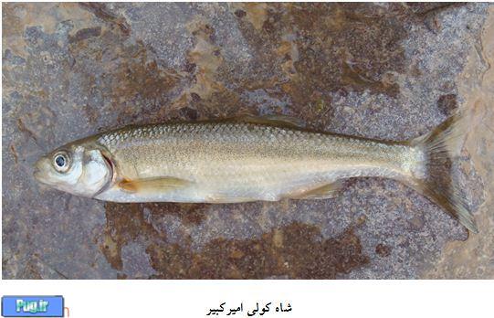 کشف و ثبت جهانی دو گونه جدید ماهی