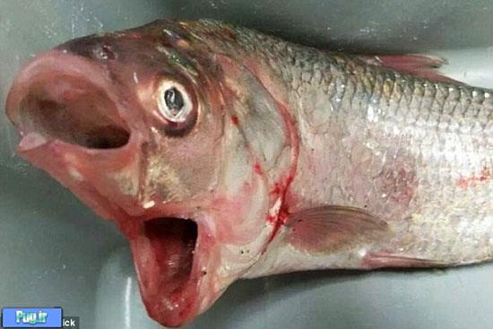 شکار ماهی عجیب با دو دهان 