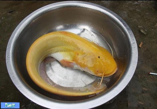 کشف گربه ماهی طلایی بسیار نادر +