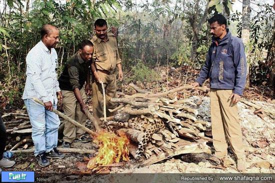 آتش زدن پیکر پلنگ کمیاب در هند +عکس
