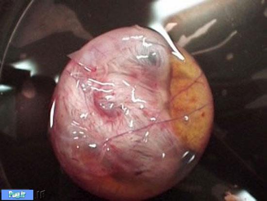 تصاویری جذاب از مراحل رشد جنین یک جوجه