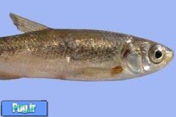 ثبت جهانی یک گونه جدید ماهی