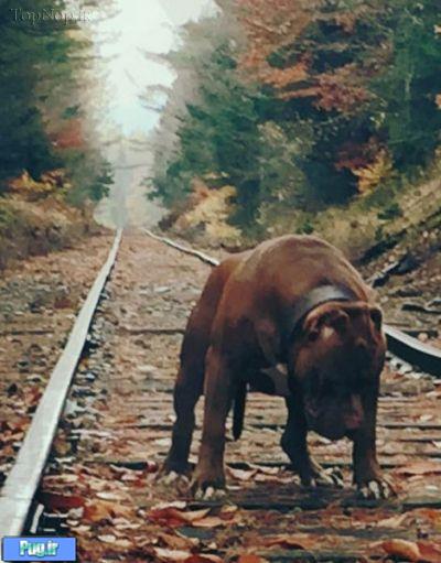 بزرگترین سگ نژاد پیت بول دنیا