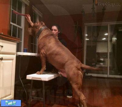 بزرگترین سگ نژاد پیت بول دنیا