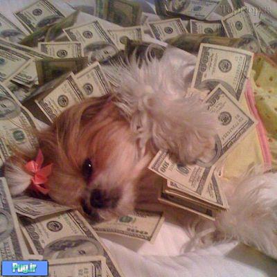 سگ های پولدار دنیا 