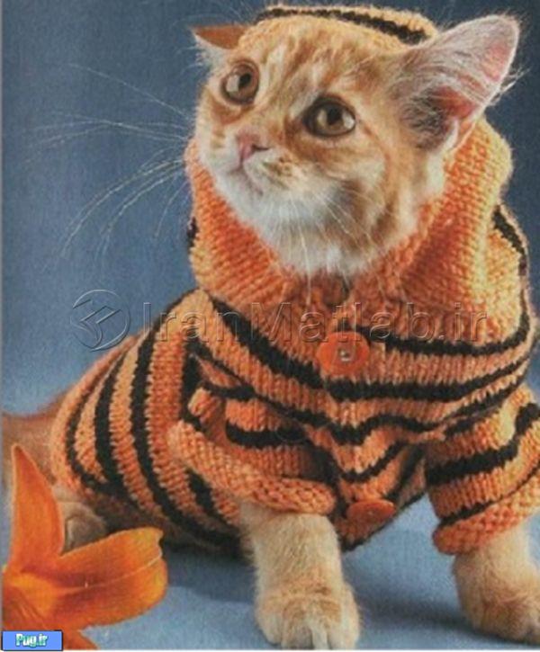 مدل های لباس جالب گربه ها
