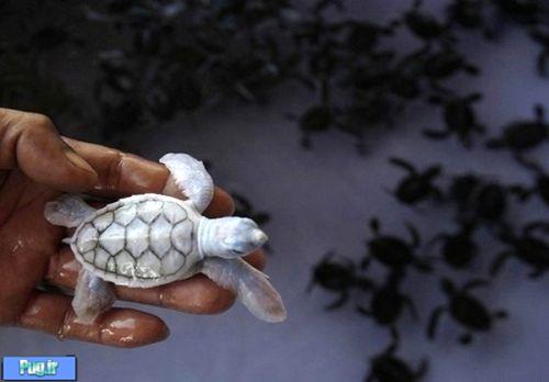 کمیاب ترین و زیباترین لاک‌پشت جهان
