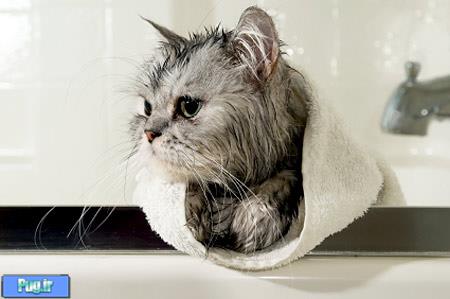حمام گربه ها باید و نباید 