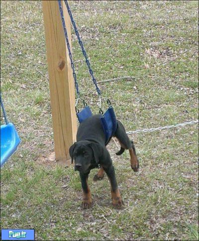 خنگ ترین سگ های دنیا