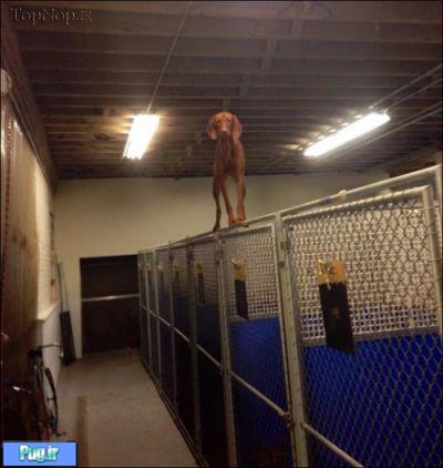 خنگ ترین سگ های دنیا