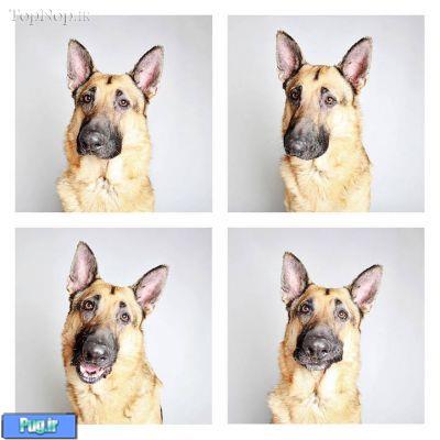 عکس های هنری از سگ های بی خانمان 