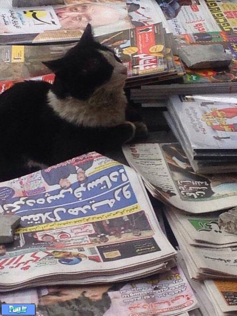 گربه روزنامه‌خوان خیابانهای تهران!