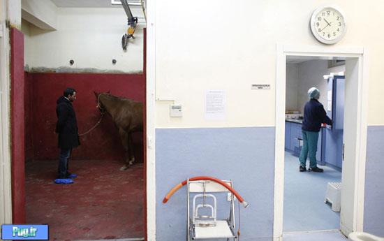 در بیمارستان اسب‌ها چه می‌گذرد؟ 