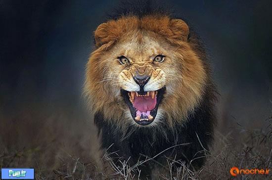 لحظه فوق‌العاده زیبا از خشم یک شیر
