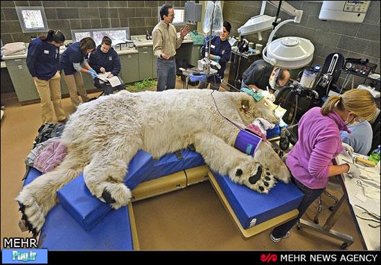 حیوانات در اتاق عمل‎