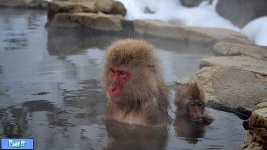 میمون‌های ماکاک در آب های گرم
