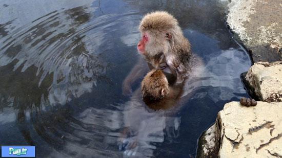 میمون‌های ماکاک در آب های گرم