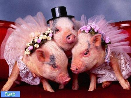 جشن عروسی حیوانات