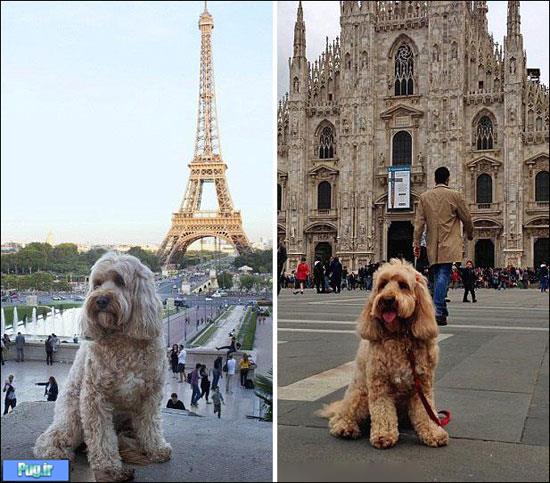 سفر دور دنیا با سگ دوست داشتنی