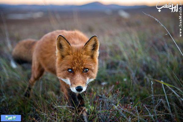 روباه قرمز در حیات وحش برفی روسیه