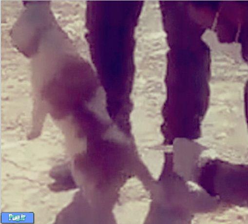 واکنش متفاوت بهرام رادان به سگ کشی در شیراز 