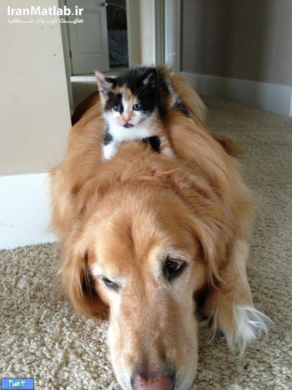 دوستی جالب بین سگ و گربه 
